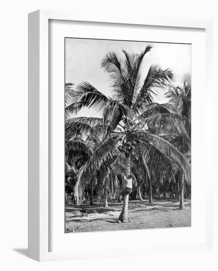Picking Coconuts, Jamaica, C1905-Adolphe & Son Duperly-Framed Giclee Print