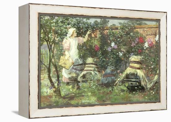 Picking Fruit in a Suffolk Garden-Lexden Lewis Pocock-Framed Premier Image Canvas