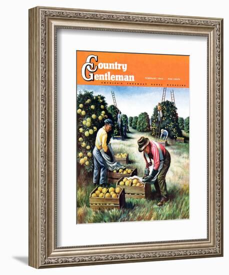 "Picking Grapefruit," Country Gentleman Cover, February 1, 1942-John S. Demartelly-Framed Giclee Print