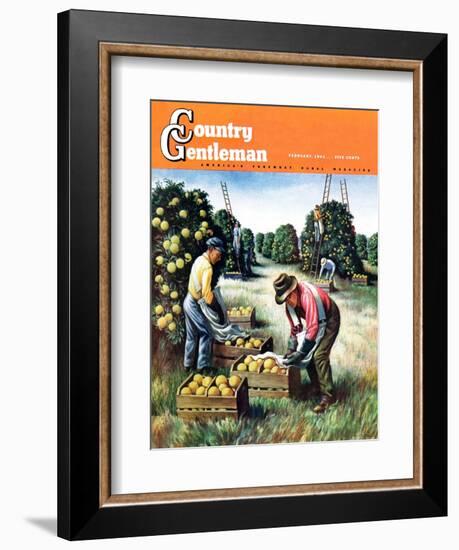 "Picking Grapefruit," Country Gentleman Cover, February 1, 1942-John S. Demartelly-Framed Giclee Print