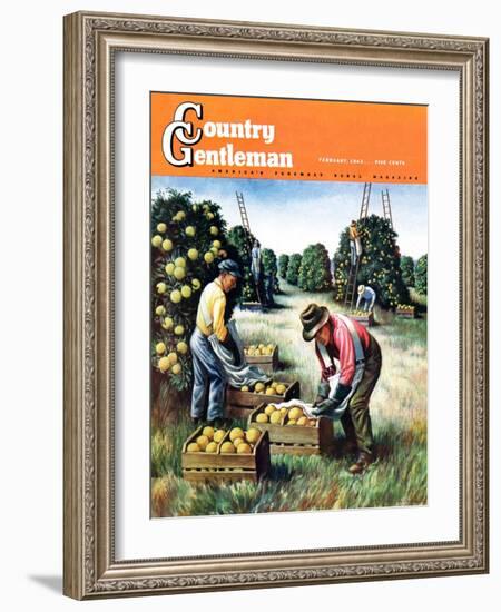 "Picking Grapefruit," Country Gentleman Cover, February 1, 1942-John S. Demartelly-Framed Giclee Print