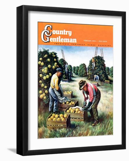 "Picking Grapefruit," Country Gentleman Cover, February 1, 1942-John S. Demartelly-Framed Giclee Print