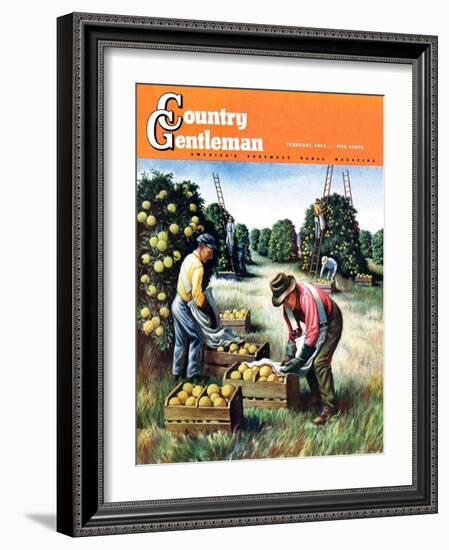 "Picking Grapefruit," Country Gentleman Cover, February 1, 1942-John S. Demartelly-Framed Giclee Print