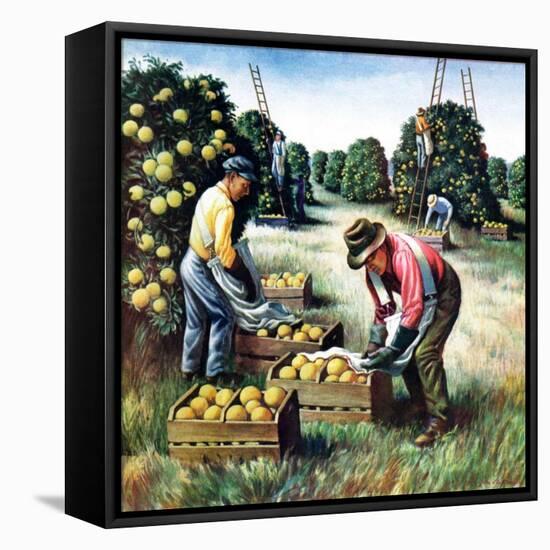 "Picking Grapefruit,"February 1, 1942-John S. Demartelly-Framed Premier Image Canvas