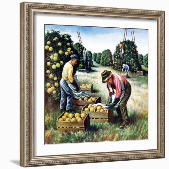 "Picking Grapefruit,"February 1, 1942-John S. Demartelly-Framed Giclee Print