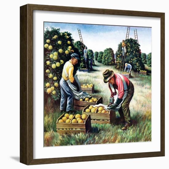 "Picking Grapefruit,"February 1, 1942-John S. Demartelly-Framed Giclee Print