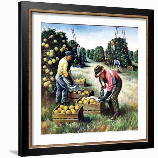 "Picking Grapefruit,"February 1, 1942-John S. Demartelly-Framed Giclee Print