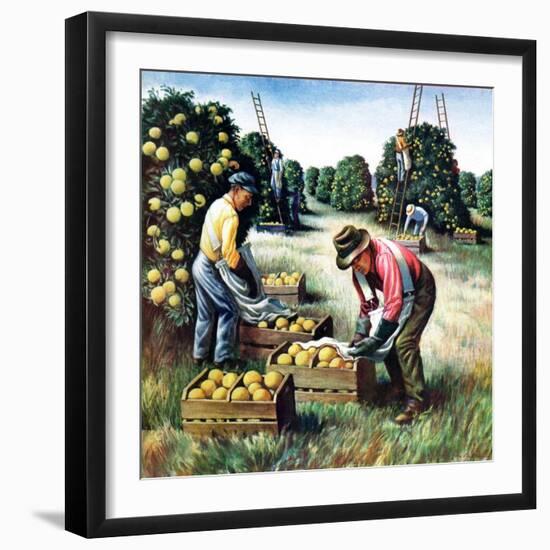 "Picking Grapefruit,"February 1, 1942-John S. Demartelly-Framed Giclee Print