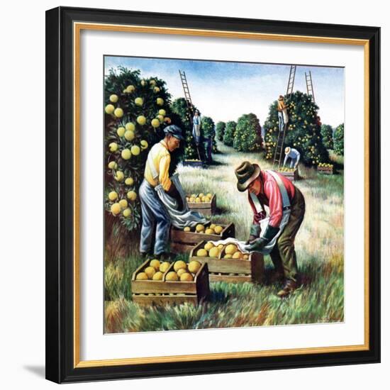 "Picking Grapefruit,"February 1, 1942-John S. Demartelly-Framed Giclee Print