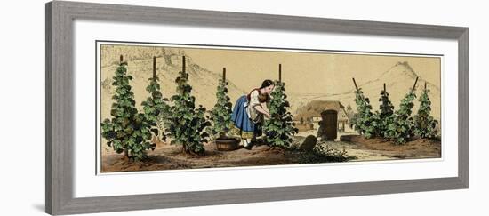 Picking Grapes in a Vineyard-null-Framed Art Print