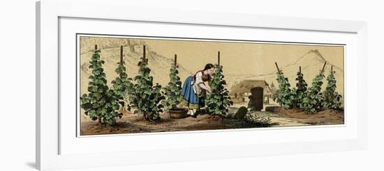 Picking Grapes in a Vineyard-null-Framed Art Print