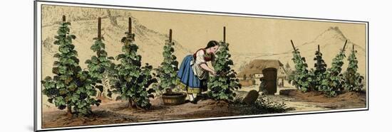 Picking Grapes in a Vineyard-null-Mounted Art Print