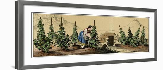 Picking Grapes in a Vineyard-null-Framed Art Print