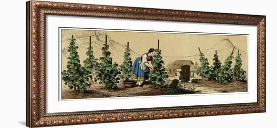 Picking Grapes in a Vineyard-null-Framed Art Print