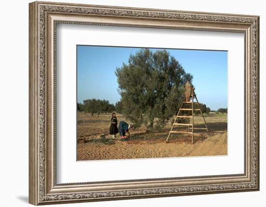 Picking olives in Tunisia. Artist: Unknown-Unknown-Framed Photographic Print