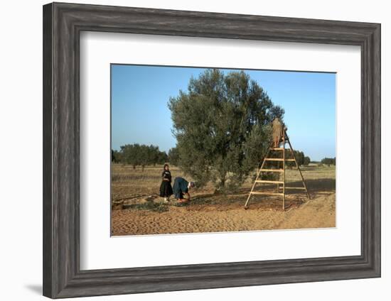 Picking olives in Tunisia. Artist: Unknown-Unknown-Framed Photographic Print