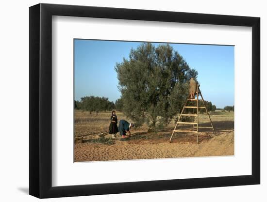 Picking olives in Tunisia. Artist: Unknown-Unknown-Framed Photographic Print