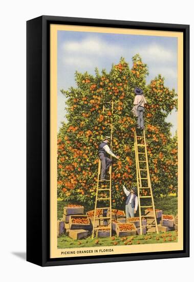 Picking Oranges in Florida-null-Framed Stretched Canvas