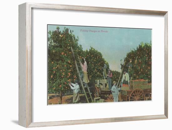 Picking Oranges in Florida-null-Framed Art Print