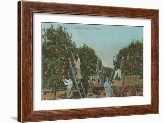 Picking Oranges in Florida-null-Framed Art Print