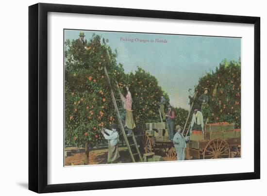 Picking Oranges in Florida-null-Framed Art Print