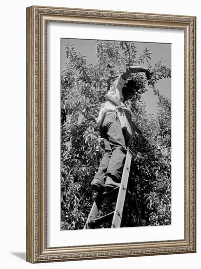 Picking Pears-Dorothea Lange-Framed Art Print