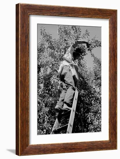 Picking Pears-Dorothea Lange-Framed Art Print