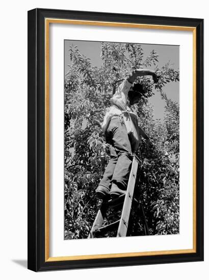 Picking Pears-Dorothea Lange-Framed Art Print