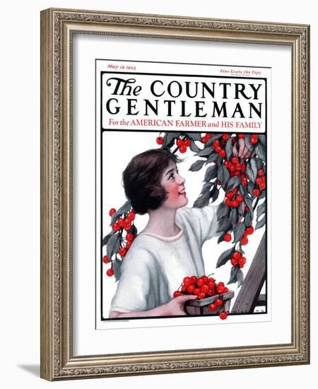 "Picking Pints of Cherries," Country Gentleman Cover, May 19, 1923-Katherine R. Wireman-Framed Giclee Print