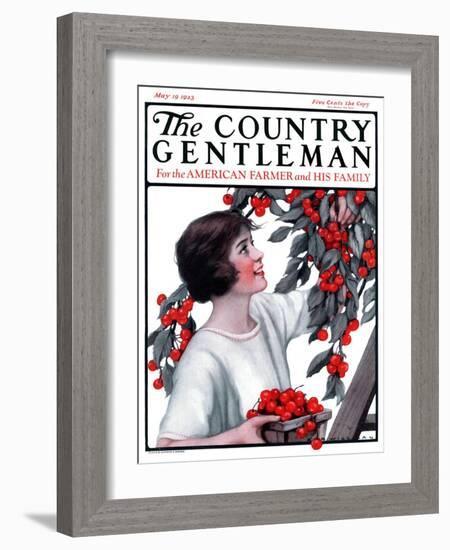 "Picking Pints of Cherries," Country Gentleman Cover, May 19, 1923-Katherine R. Wireman-Framed Giclee Print