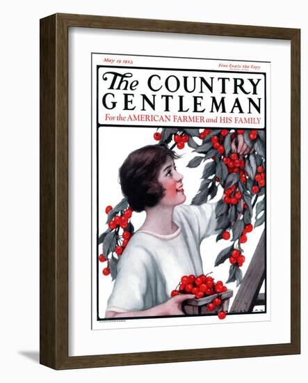 "Picking Pints of Cherries," Country Gentleman Cover, May 19, 1923-Katherine R. Wireman-Framed Giclee Print