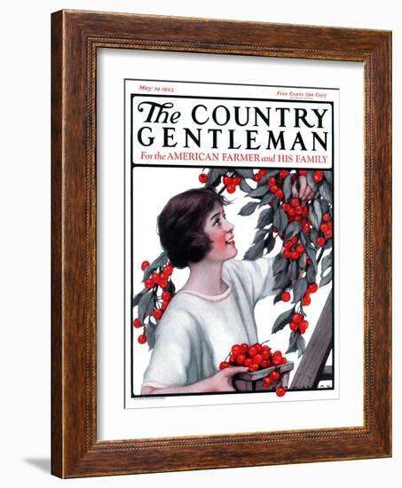 "Picking Pints of Cherries," Country Gentleman Cover, May 19, 1923-Katherine R. Wireman-Framed Giclee Print