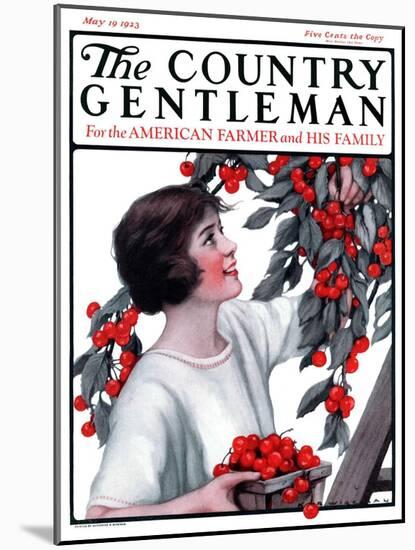 "Picking Pints of Cherries," Country Gentleman Cover, May 19, 1923-Katherine R. Wireman-Mounted Giclee Print