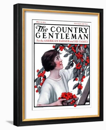 "Picking Pints of Cherries," Country Gentleman Cover, May 19, 1923-Katherine R. Wireman-Framed Giclee Print