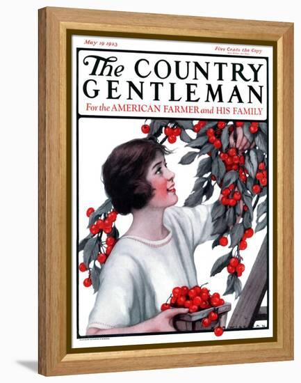 "Picking Pints of Cherries," Country Gentleman Cover, May 19, 1923-Katherine R. Wireman-Framed Premier Image Canvas