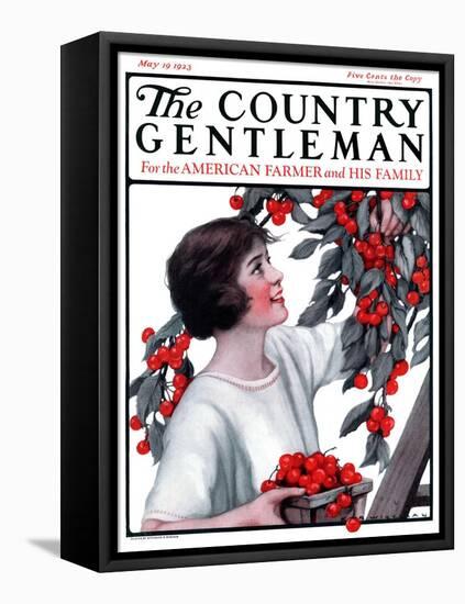 "Picking Pints of Cherries," Country Gentleman Cover, May 19, 1923-Katherine R. Wireman-Framed Premier Image Canvas