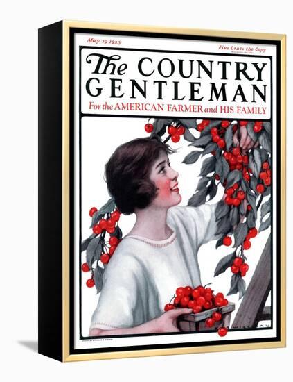 "Picking Pints of Cherries," Country Gentleman Cover, May 19, 1923-Katherine R. Wireman-Framed Premier Image Canvas