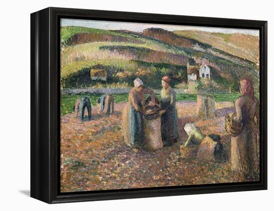 Picking Potatoes, 1893-Camille Pissarro-Framed Premier Image Canvas