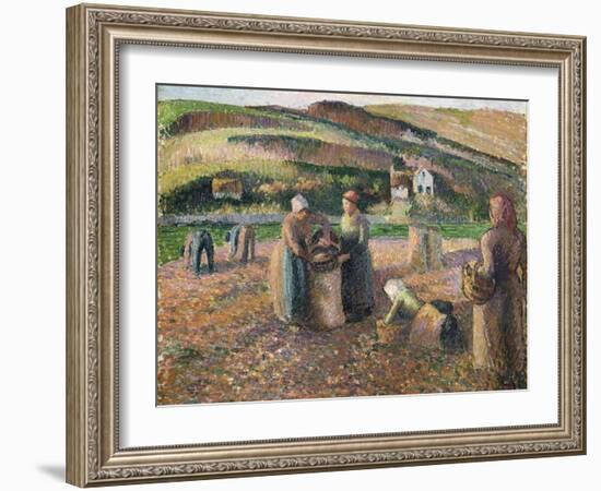 Picking Potatoes, 1893-Camille Pissarro-Framed Giclee Print