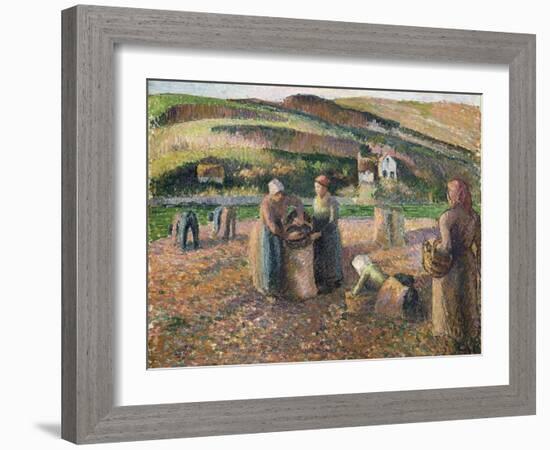 Picking Potatoes, 1893-Camille Pissarro-Framed Giclee Print