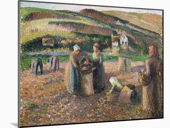 Picking Potatoes, 1893-Camille Pissarro-Mounted Giclee Print