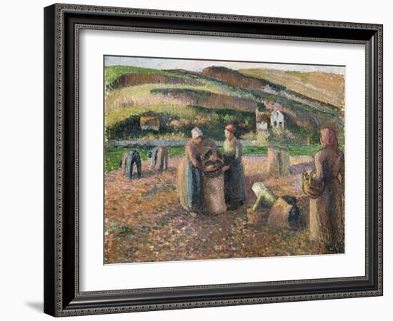 Picking Potatoes, 1893-Camille Pissarro-Framed Giclee Print