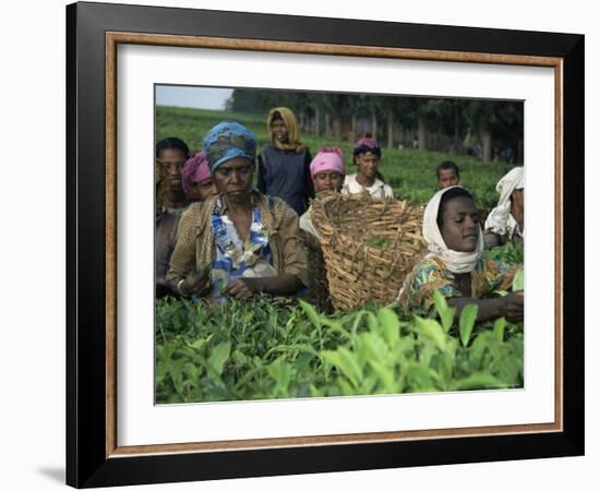 Picking Tea on a Plantation, Bonga Forest, Ethiopia, Africa-D H Webster-Framed Photographic Print