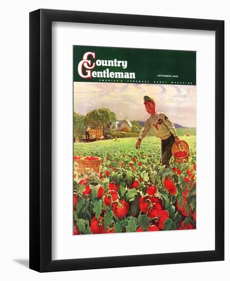 "Picking Tomatoes," Country Gentleman Cover, September 1, 1945-John Clymer-Framed Giclee Print