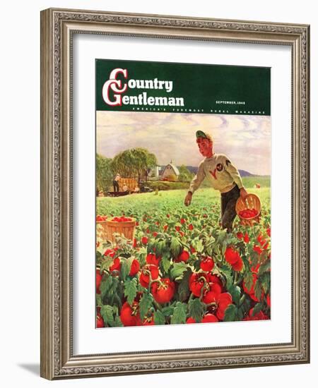 "Picking Tomatoes," Country Gentleman Cover, September 1, 1945-John Clymer-Framed Giclee Print