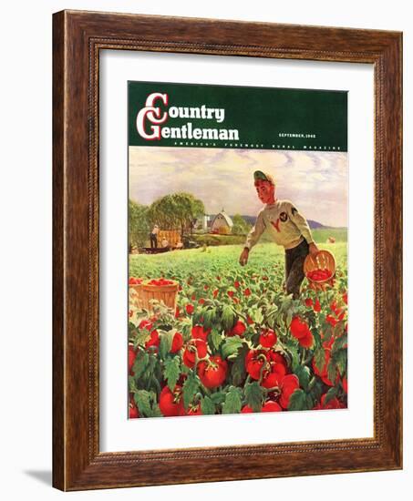 "Picking Tomatoes," Country Gentleman Cover, September 1, 1945-John Clymer-Framed Giclee Print