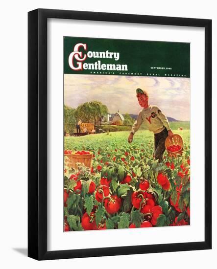 "Picking Tomatoes," Country Gentleman Cover, September 1, 1945-John Clymer-Framed Giclee Print