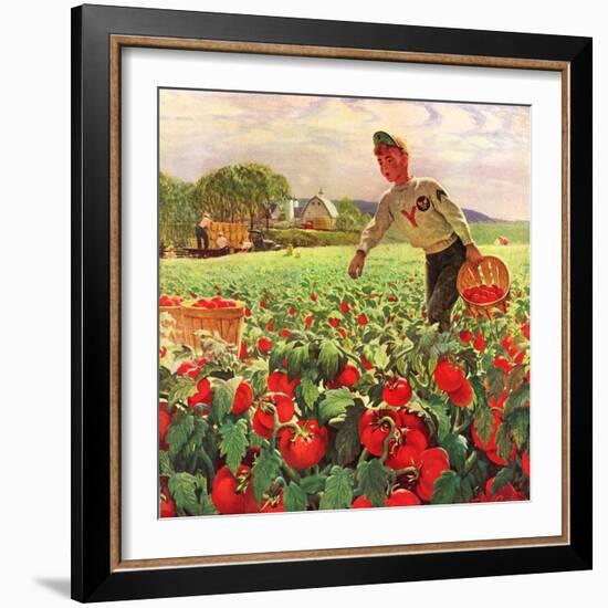 "Picking Tomatoes,"September 1, 1945-John Clymer-Framed Giclee Print