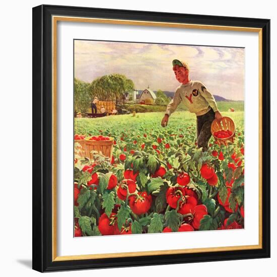 "Picking Tomatoes,"September 1, 1945-John Clymer-Framed Giclee Print
