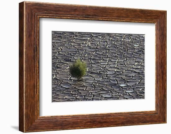 Pickleweed Growing from Cracked Landscape-DLILLC-Framed Photographic Print